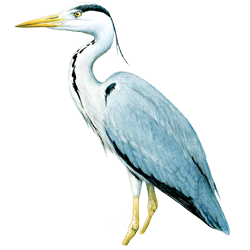 Stacks Image 4480255