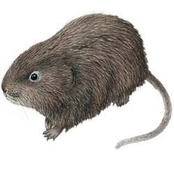 Stacks Image 4480263